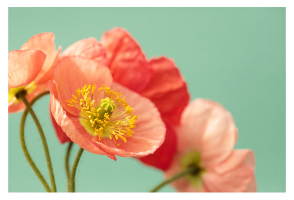 Pastel Poppy #1 - Fine Art Photograph