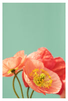 Pastel Poppy #2 - Fine Art Photograph