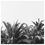 Palm Breeze - Fine Art Photograph