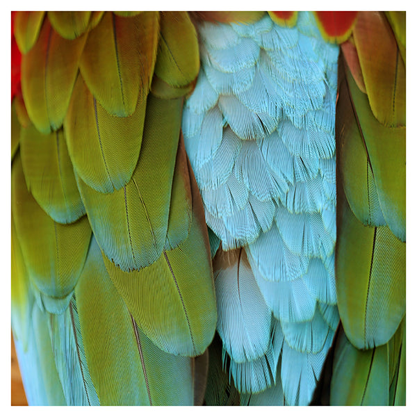 Parrot - Fine Art Photograph
