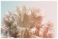 Pastel Palms - Fine Art Photograph