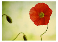 Bonheur - Fine Art Photograph