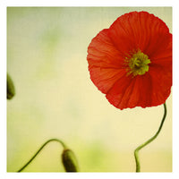 Bonheur - Fine Art Photograph