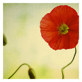 Bonheur - Fine Art Photograph