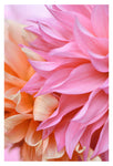 Pretty Petal #1 - Fine Art Photograph