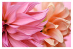 Pretty Petal #2 - Fine Art Photograph