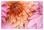 Pretty Petal #3 - Fine Art Photograph