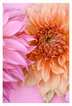 Pretty Petal #5 - Fine Art Photograph