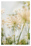 Queen Anne #1 - Modern Botanical Photograph