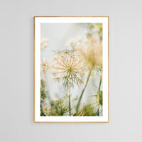 Queen Anne #1 - Modern Botanical Photograph