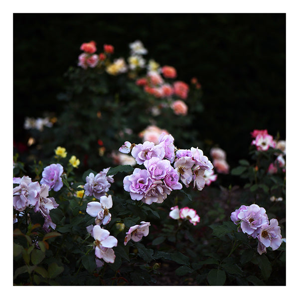 Rainbow Rose - Fine Art Photograph