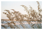 Sea Oats #2 - Fine Art Photograph