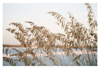 Modern Fine Art Photograph - Sea Oats #2