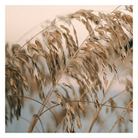 Sea Oats #1 - Fine Art Photograph