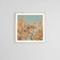 Sea Oats #4 - Fine Art Photograph