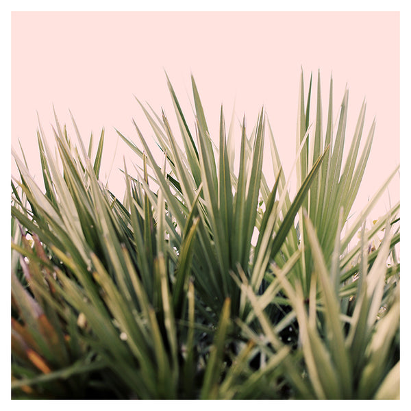 Seeing Green #1 - Fine Art Photograph