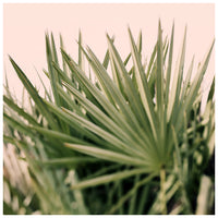 Seeing Green #2 - Fine Art Photograph