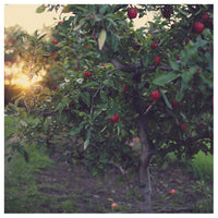 Harvest 2 - Fine Art Photograph