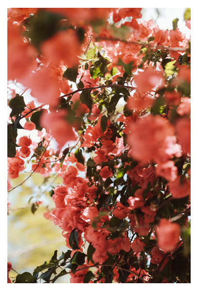 Southern Style - Fine Art Photograph