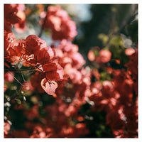 Southern Sun - Fine Art Photograph