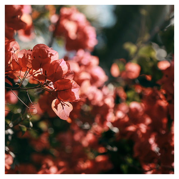 Southern Sun - Fine Art Photograph