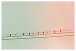 Sparrow Row - Fine Art Photograph