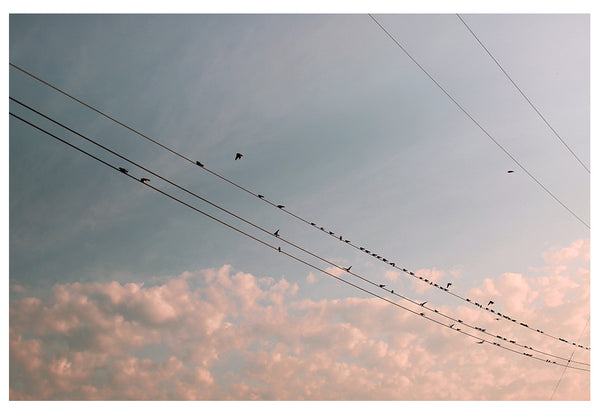 Sparrow Song - Fine Art Photograph