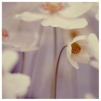 Spring Beauty #1  - Fine Art Photograph