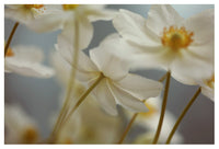 White Light #2 -  Fine Art Photograph