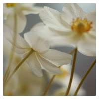 White Light #2 -  Fine Art Photograph