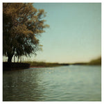 Willow #1 - Fine Art Photograph