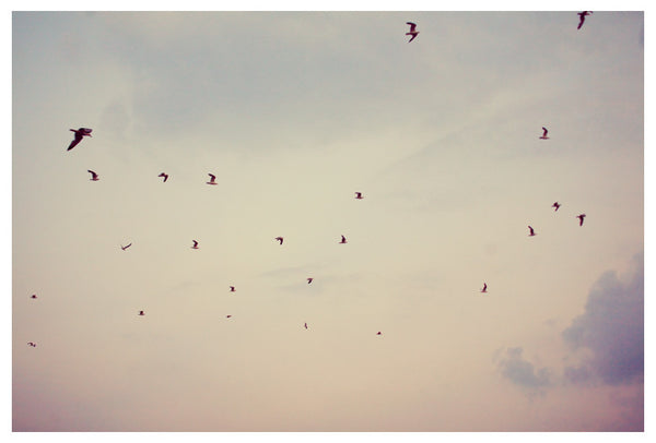 Sea birds soar against a summer sunset. Photographed by Alicia Bock.
