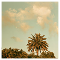Sun, Palm, Moon - Fine Art Photograph
