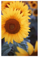 Sunflower #1 - Fine Art Photograph