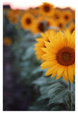 Sunflower #2 - Fine Art Photograph