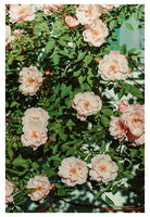 The Heart Of Summer #2 - Fine Art Photograph