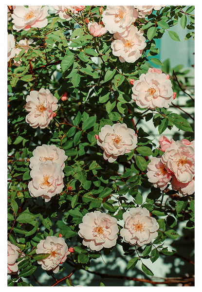 The Heart Of Summer #2 - Fine Art Photograph