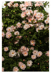 The Heart Of Summer #3 - Fine Art Photograph