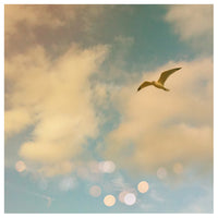 The Lone Gull - Fine Art Photograph