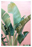 Tropic Pink 1 - Fine Art Photograph