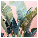 Tropic Pink 3 - Fine Art Photograph