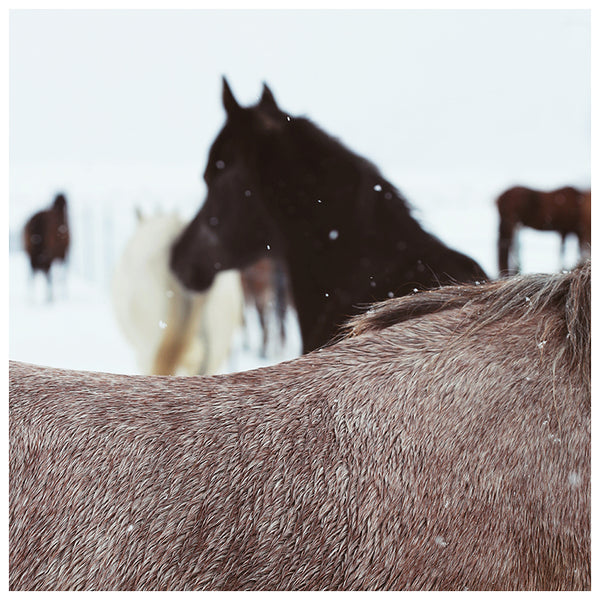 Winter Horse - Fine Art Photograph