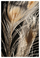 White Peacock #4 - Fine Art Photograph
