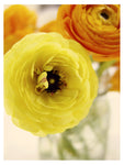 Yellow Sunshine #2 - Fine Art Photograph