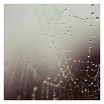 Web #2 - Fine Art Photograph