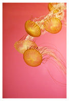 Jelly #3 - Fine Art Photograph