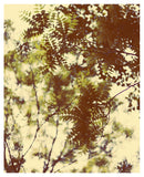 Delicate spring leaves photographed by Alicia Bock.