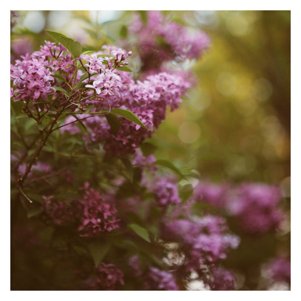 Lilac Daydream - Fine Art Photograph
