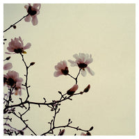 These Foolish Things - Fine Art Photograph