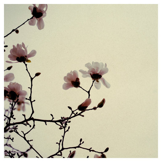 These Foolish Things - Fine Art Photograph